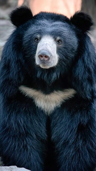 ツキノワグマが日本の森林を歩く様子を再現した実写風画像。胸の白い三日月模様が特徴の野生のクマ。