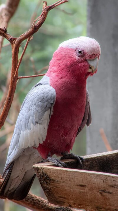 モモイロインコがオーストラリアの草原で枝にとまる様子を再現した実写風画像。鮮やかなピンク色の羽毛が特徴の人気オウム。
