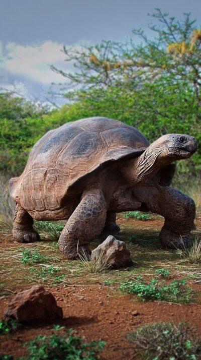 ガラパゴスゾウガメがガラパゴス諸島の草原を歩く様子を再現した実写風画像。世界最大級のリクガメで100年以上生きる長寿動物。