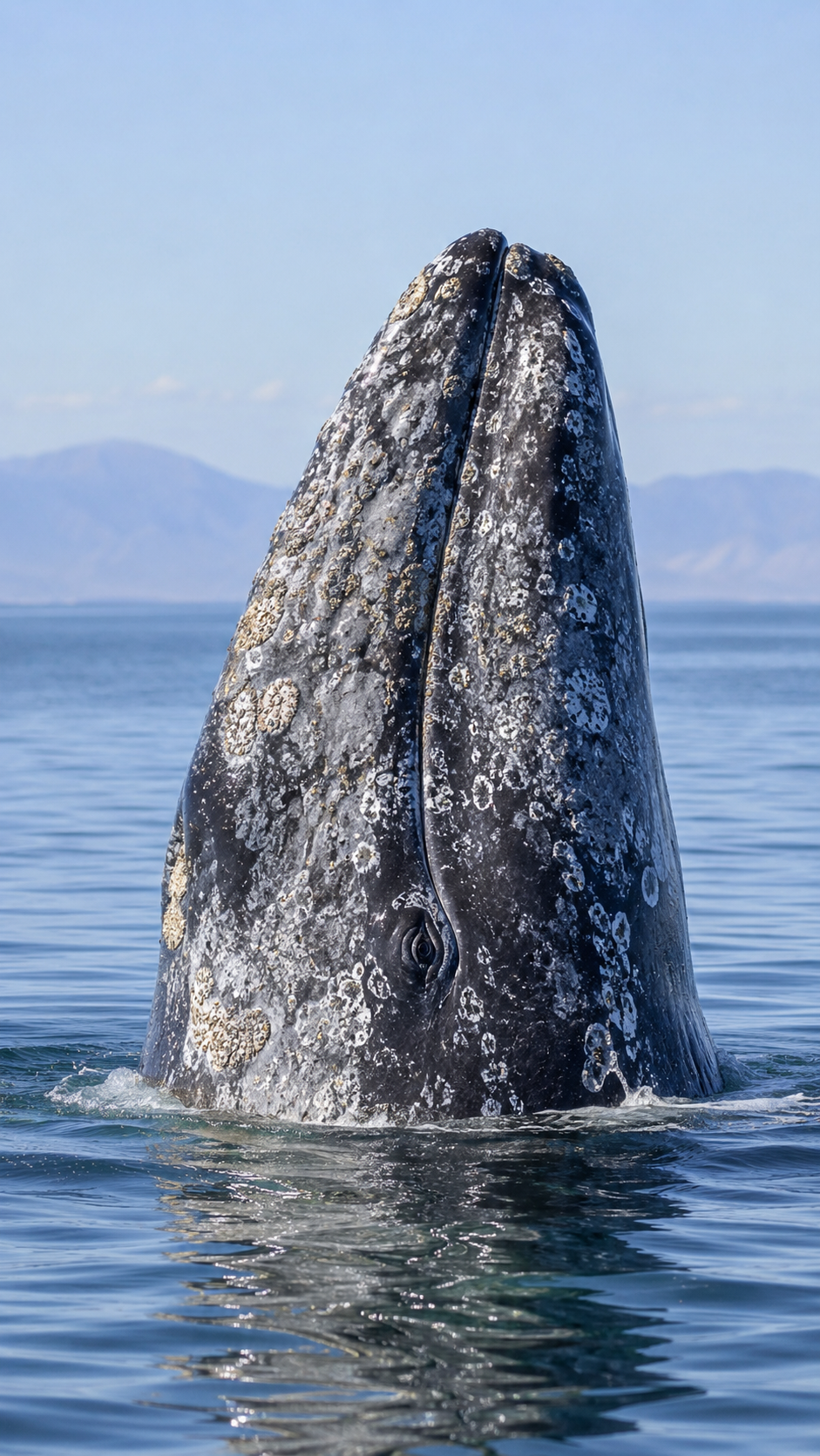 コククジラが北太平洋の沿岸海域を泳ぐ実写風画像。灰色のまだら模様の体を持つ大型ヒゲクジラ。