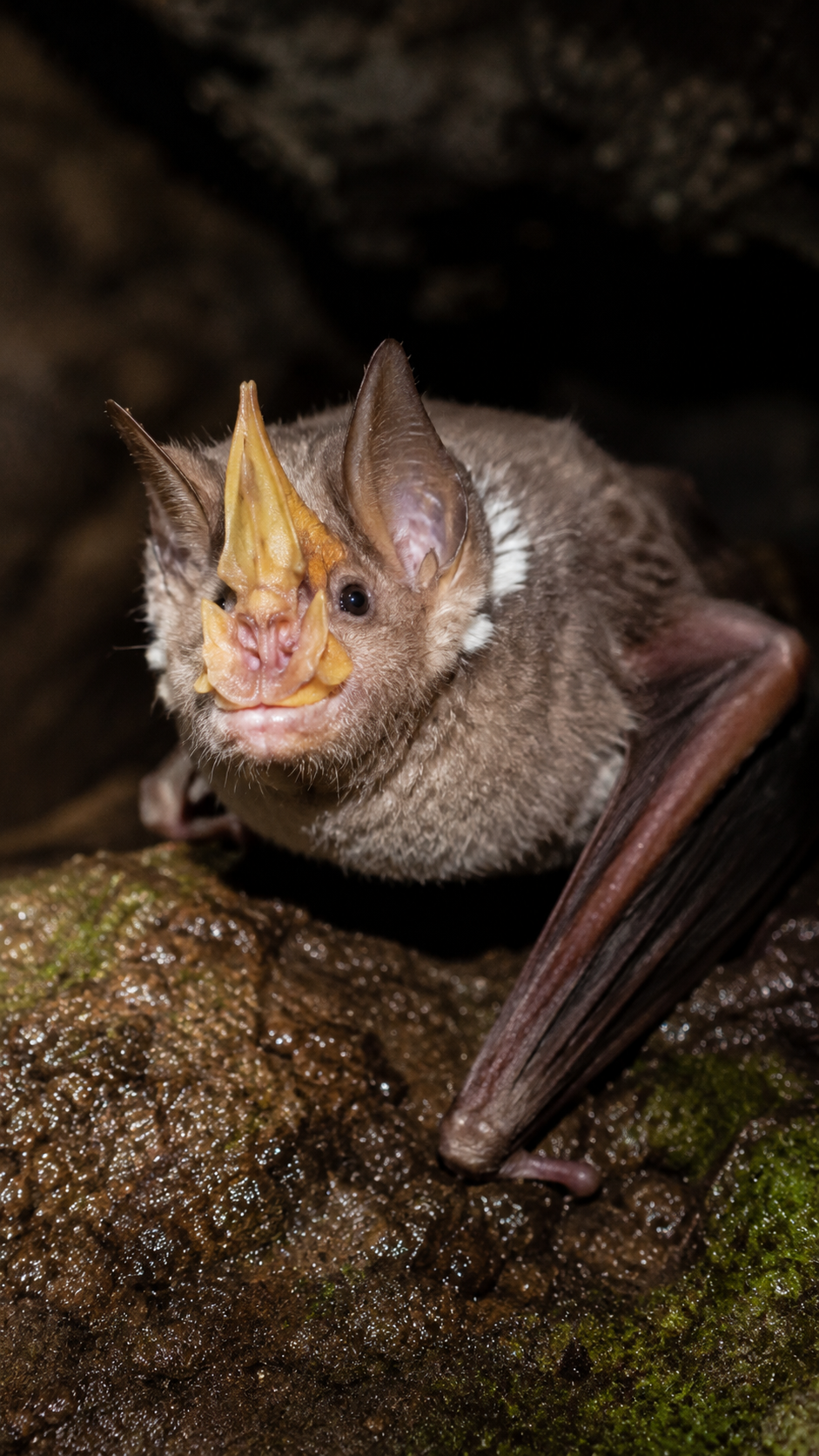 キクガシラコウモリが洞窟内で羽を広げている実写風画像。独特な鼻葉と大きな耳を持つ小型コウモリ。