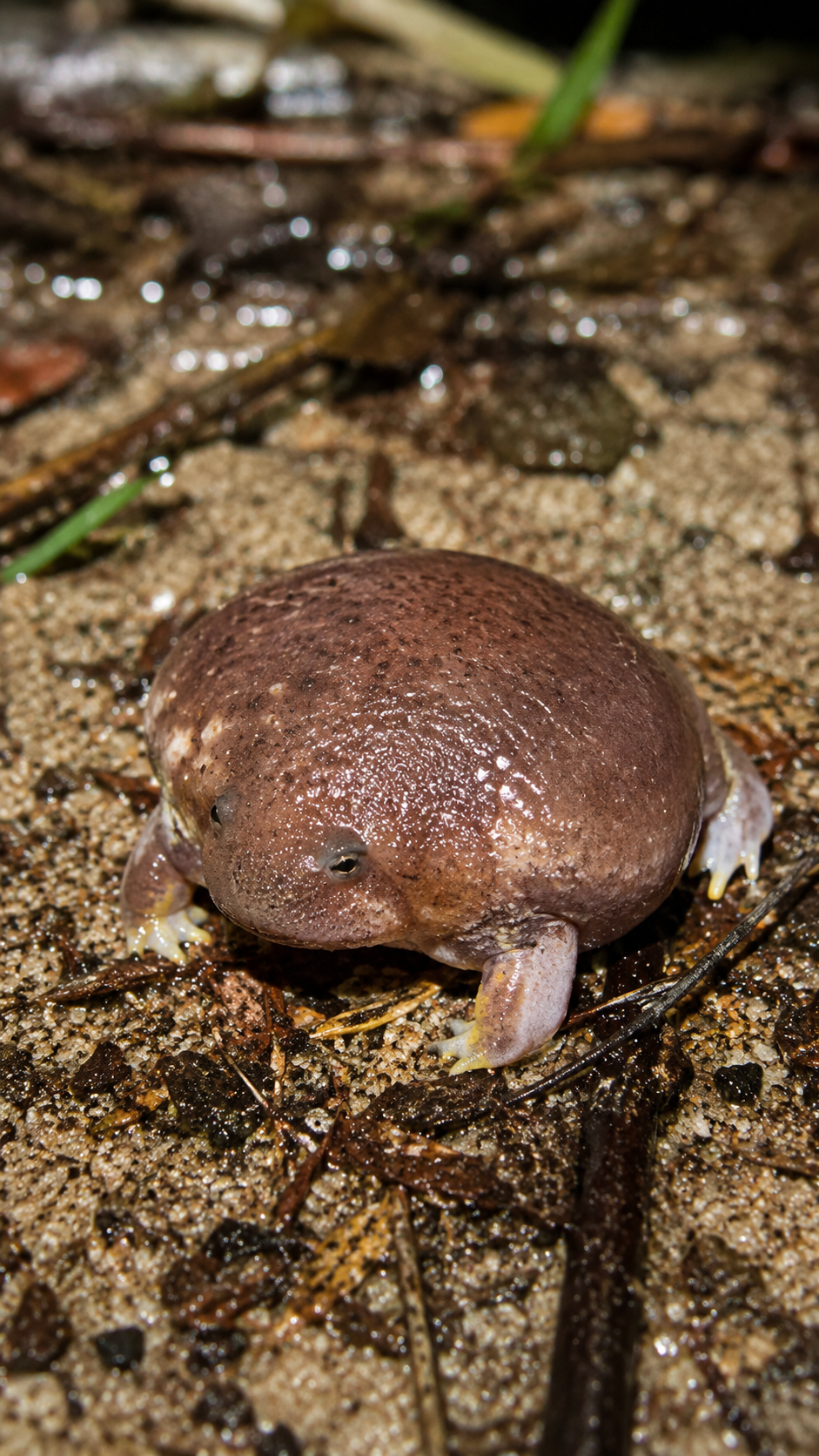 カメガエルが砂地の上でたたずむ様子。丸い体と短い脚が特徴的なオーストラリア固有の珍しいカエル
