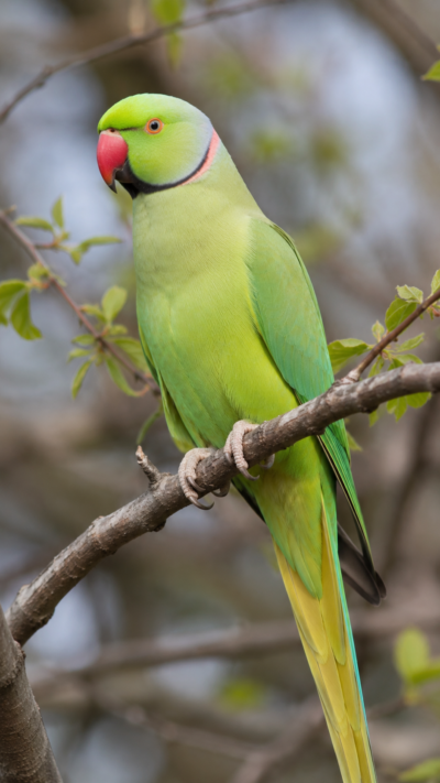 木の枝に止まるワカケホンセイインコ。鮮やかな緑色の羽と首輪模様が特徴の知能の高いインコ