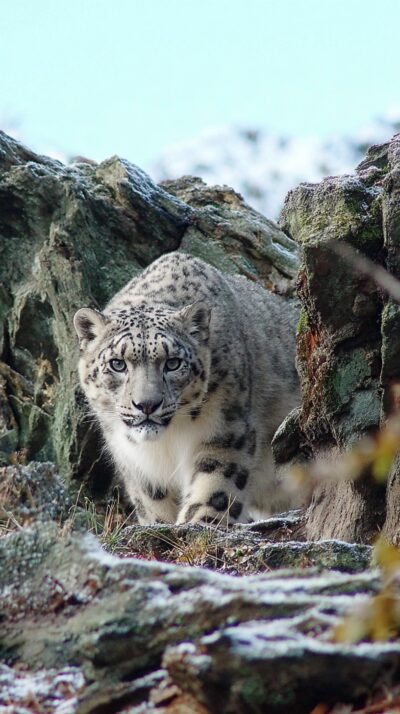 ユキヒョウが雪に覆われた岩山の尾根を歩く様子を再現した実写風画像。厚い毛皮と長い尾を持つ高山の大型ネコ科動物。