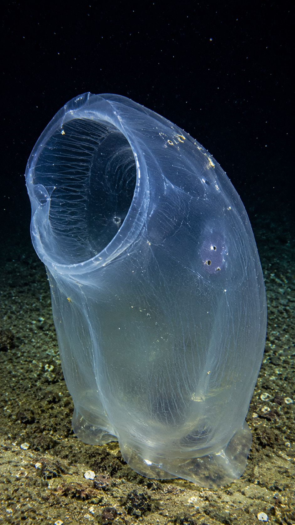 深海を漂う半透明のオオグチボヤの実写風画像。巨大な口のような吸入口を持つ奇妙な深海生物。