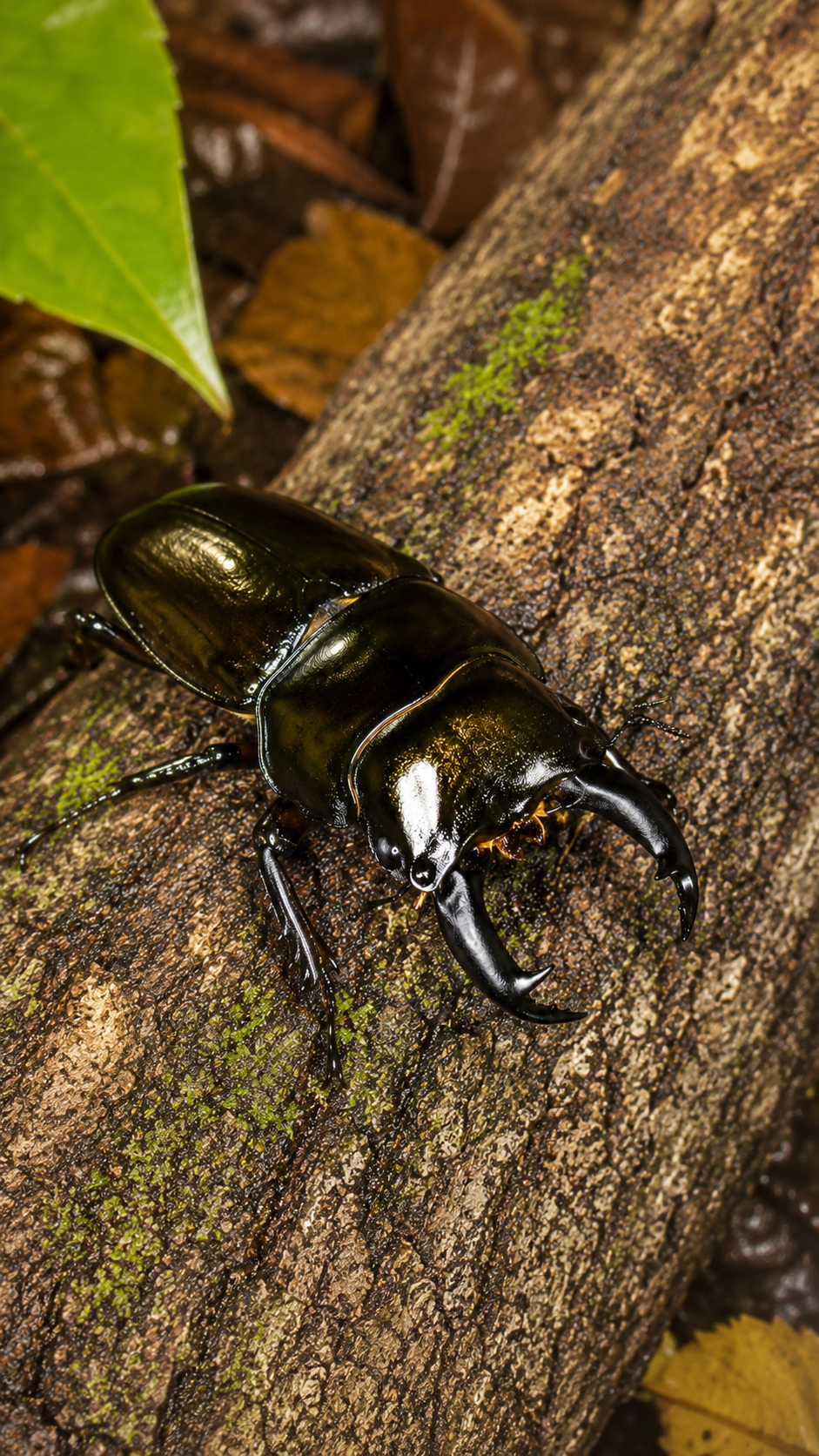 奄美大島の照葉樹林で樹皮の上にとまるアマミマルバネクワガタ。光沢のある体と丸みを帯びた美しい姿が特徴。
