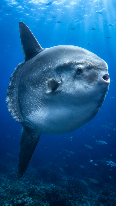 青い外洋を泳ぐ巨大なマンボウ。円盤状の体と特徴的な舵びれを持つ世界最大級の硬骨魚。