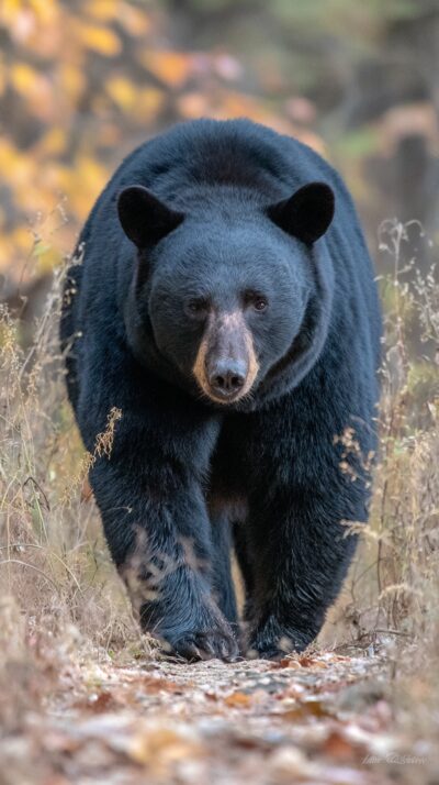 アメリカクログマが北米の森林を歩く様子を再現した実写風画像。木登りが得意な雑食性のクマで、高い環境適応能力を持つ。