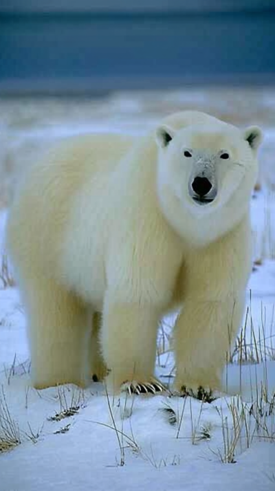 ホッキョクグマが北極の海氷上を歩く様子を再現した実写風画像。アザラシを狩る世界最大級の陸上肉食動物。