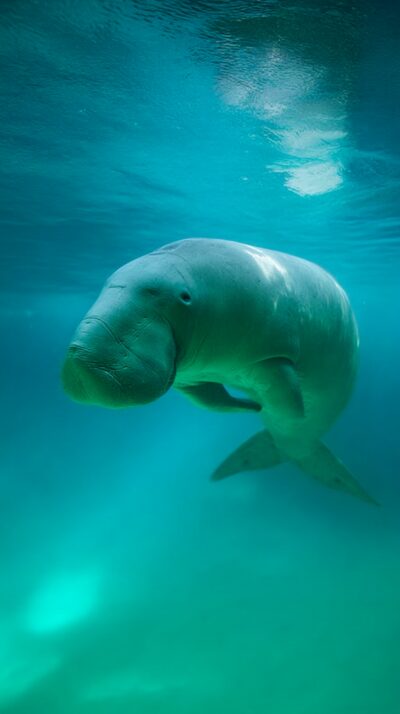 ジュゴンが海草藻場で海草を食べながら泳ぐ様子を再現した実写風画像。人魚伝説のモデルとされる海棲哺乳類。