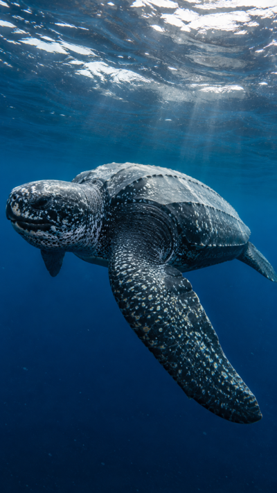 大海原を泳ぐ巨大なオサガメ