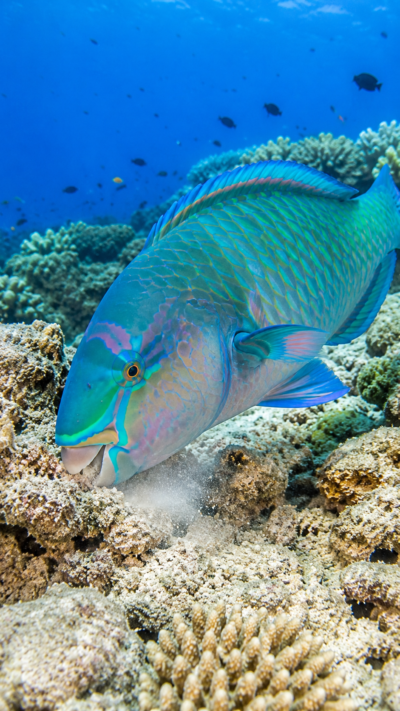 サンゴ礁で藻類を食べながら海を守るイラブチャー