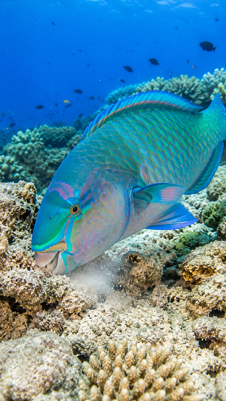サンゴ礁で藻類を食べながら海を守るイラブチャー