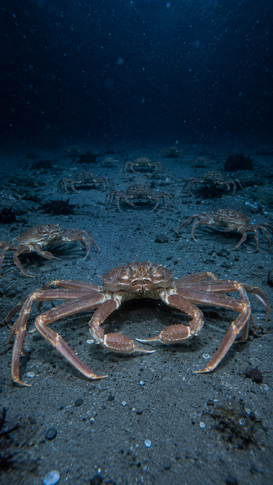 深海の砂泥底を歩くズワイガニ。長い脚を持つ日本を代表する高級ガニ。
