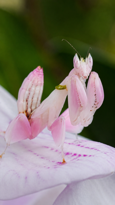 花びらに擬態して待ち伏せするハナカマキリ