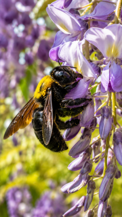 花の蜜を集めながら花粉を運ぶクマバチ