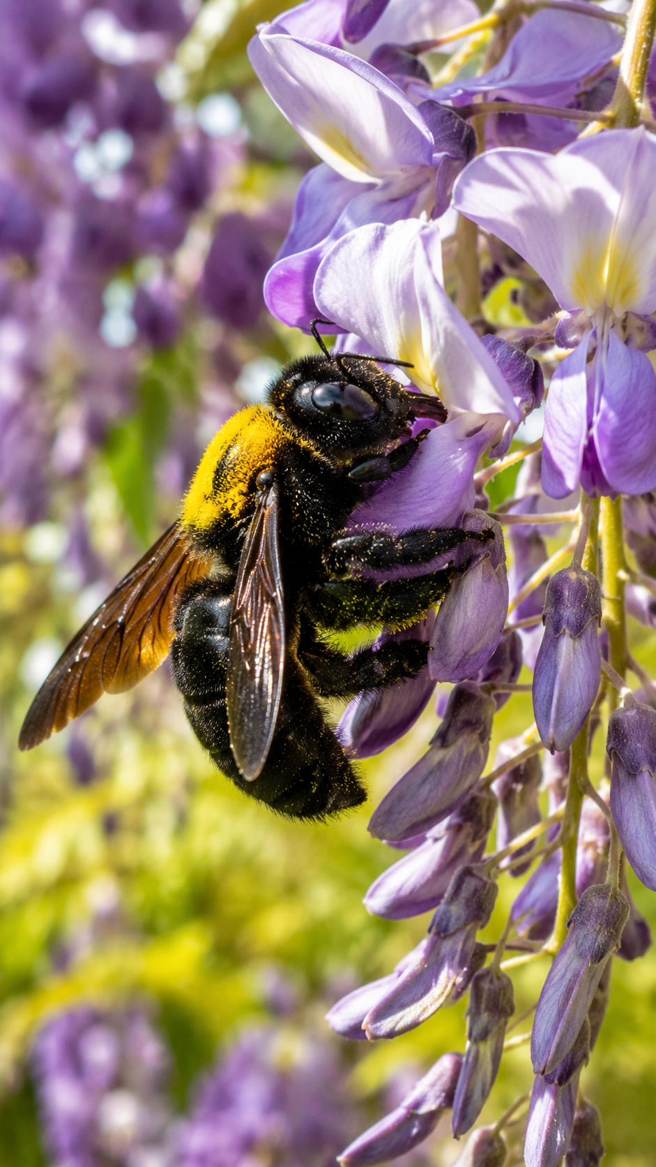 花の蜜を集めながら花粉を運ぶクマバチ