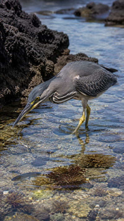ガラパゴス諸島の浅瀬で獲物を狙うガラパゴスサギ