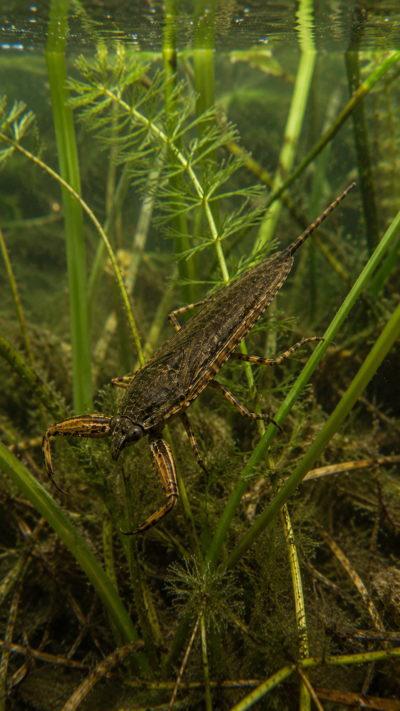 細長い体と鋭い前脚を持つエサキタイコウチが水草の茂る池の中にいる様子