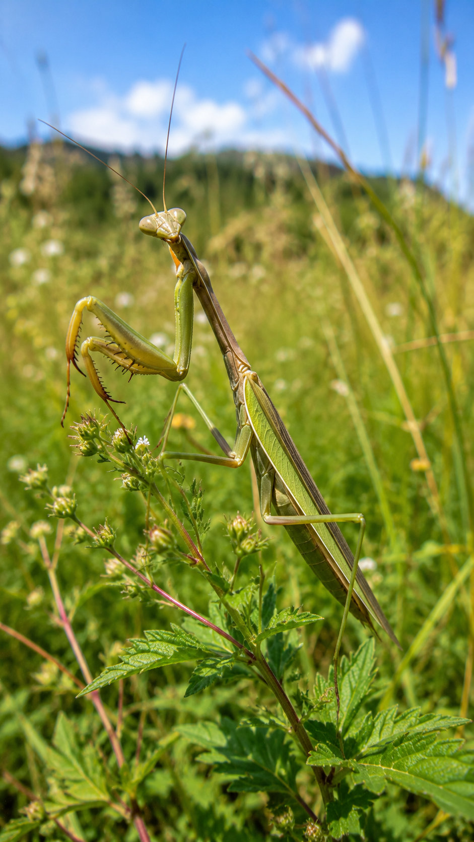 細長い体と鎌状の前脚を持つウスバカマキリが草原の植物の上にいる様子。