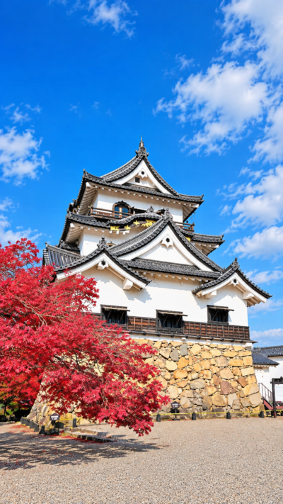 滋賀県彦根市の石垣の上に白い国宝天守がそびえ桜や緑に囲まれた彦根城の美しい風景